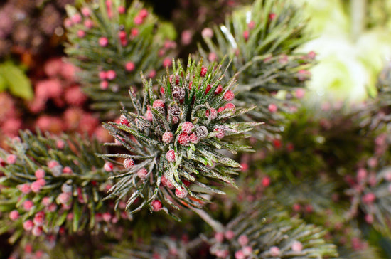 are ornamental grasses drought tolerant, drought tolerant plants