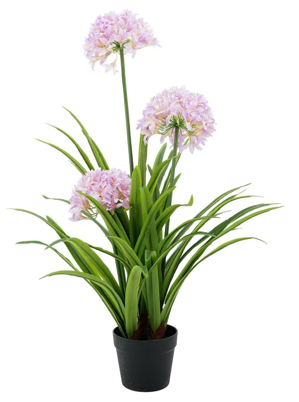 African Lilly Flowers 90cm