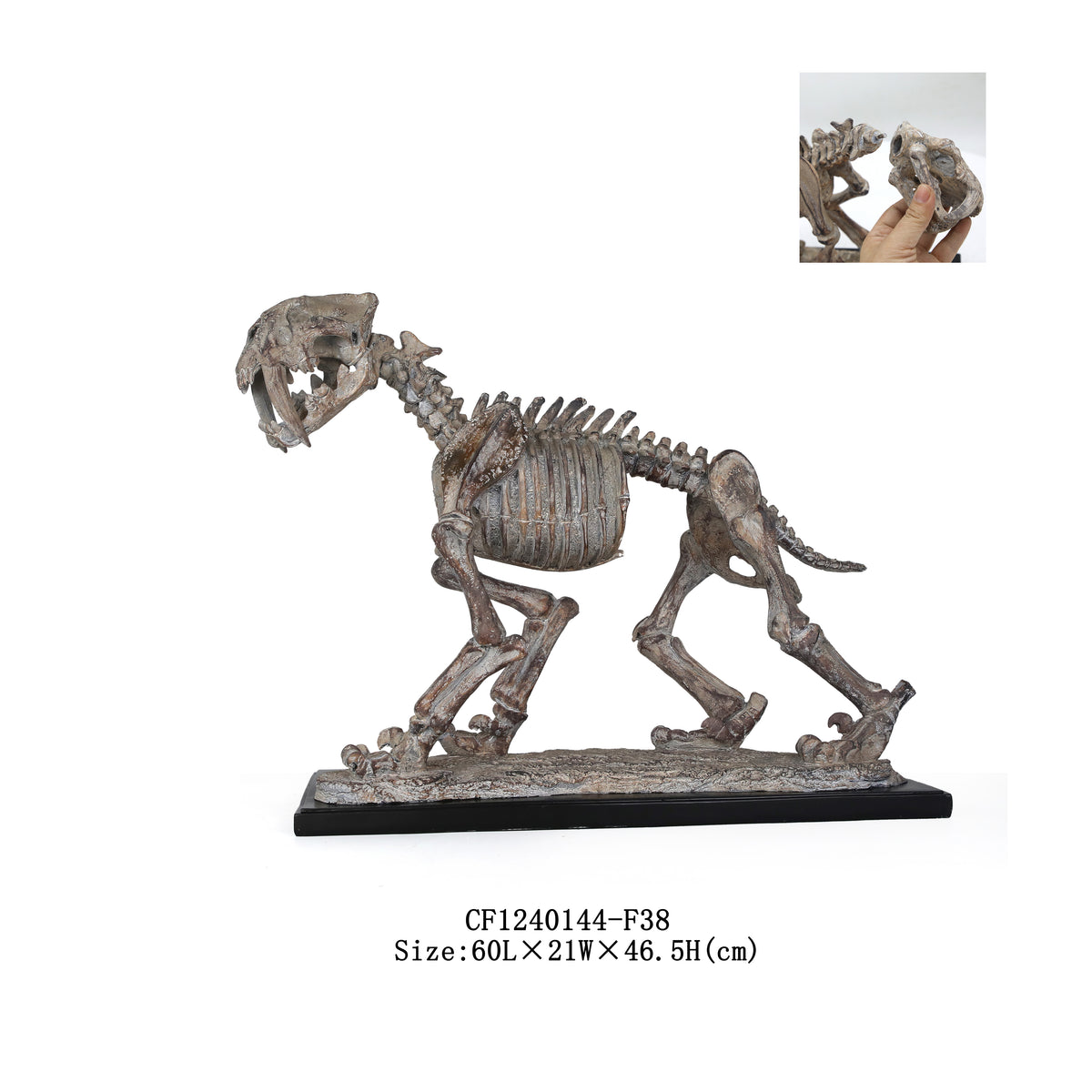 Saber-Toothed Tiger Skeleton Fossils
