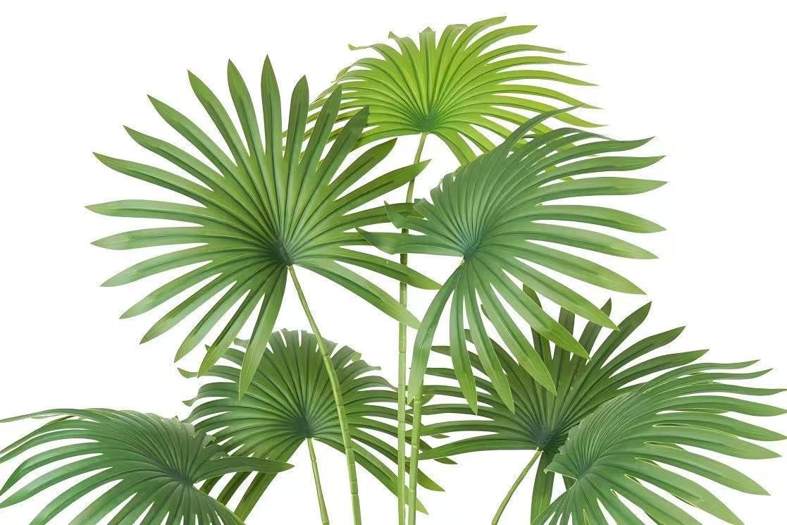 Fan Palm 180cm