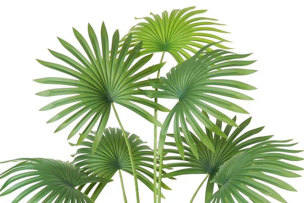 Fan Palm 180cm