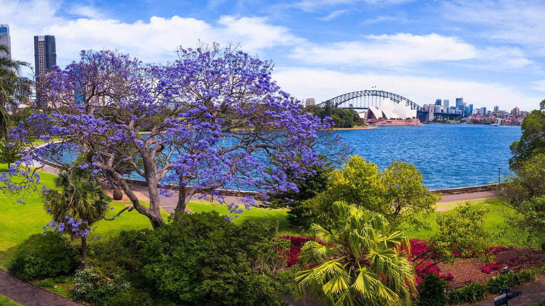 Landscaping Tips for Australian Homes & Gardens