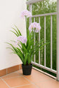 African Lilly Flowers 90cm