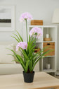 African Lilly Flowers 90cm
