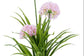 African Lilly Flowers 90cm