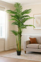 Areca Palm 210cm