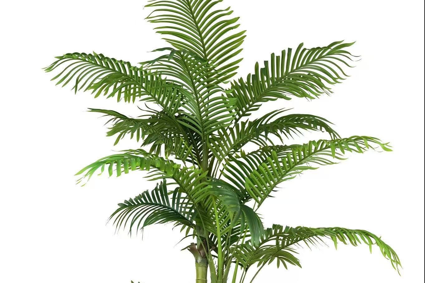 Areca Palm 210cm