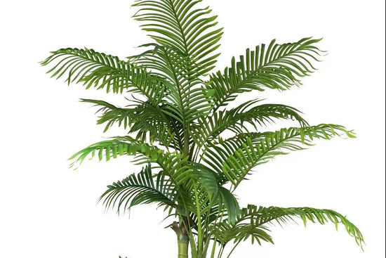 Areca Palm 210cm