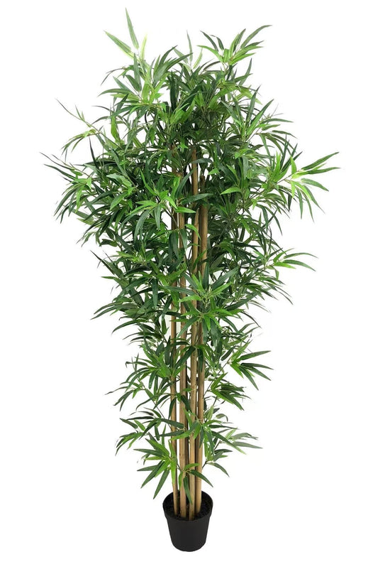 Bamboo Tree 180cm