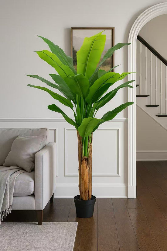 Banana Tree 180cm