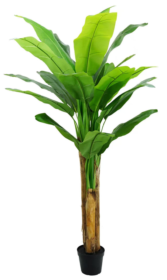 Banana Tree 180cm