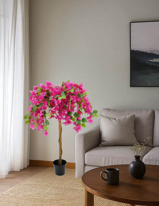 Bougainvillaea 120cm