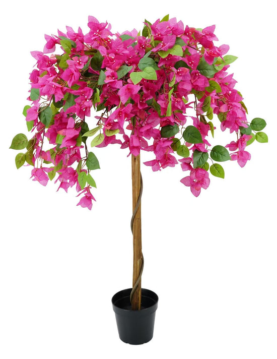 Bougainvillaea 120cm