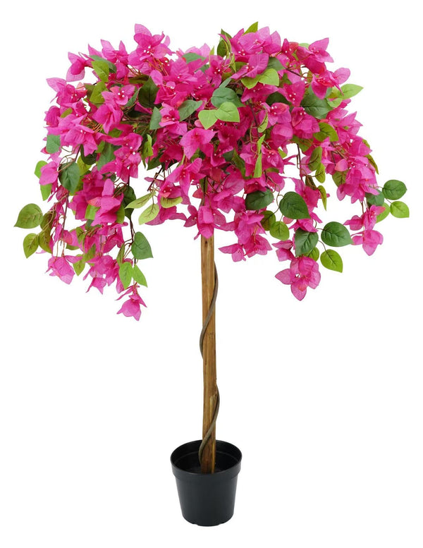 Bougainvillaea 120cm