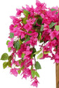 Bougainvillaea 120cm