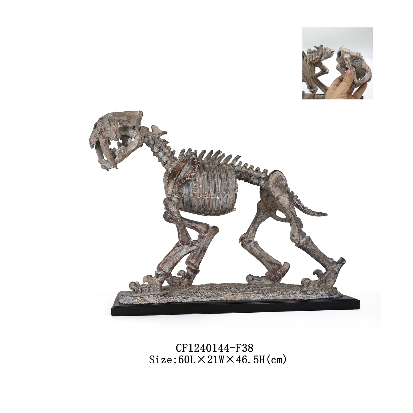 Saber-Toothed Tiger Skeleton Fossils