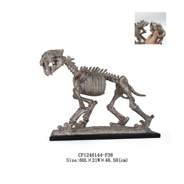 Saber-Toothed Tiger Skeleton Fossils
