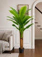 Banana Tree 180cm