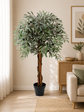 Olive Tree 120cm