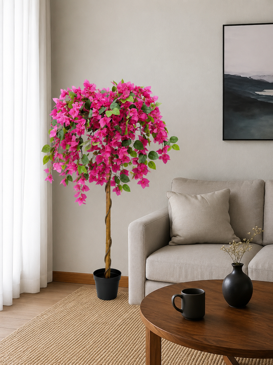 Bougainvillaea 120cm