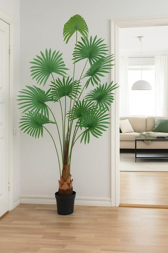 Fan Palm 180cm