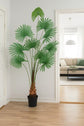 Fan Palm 180cm
