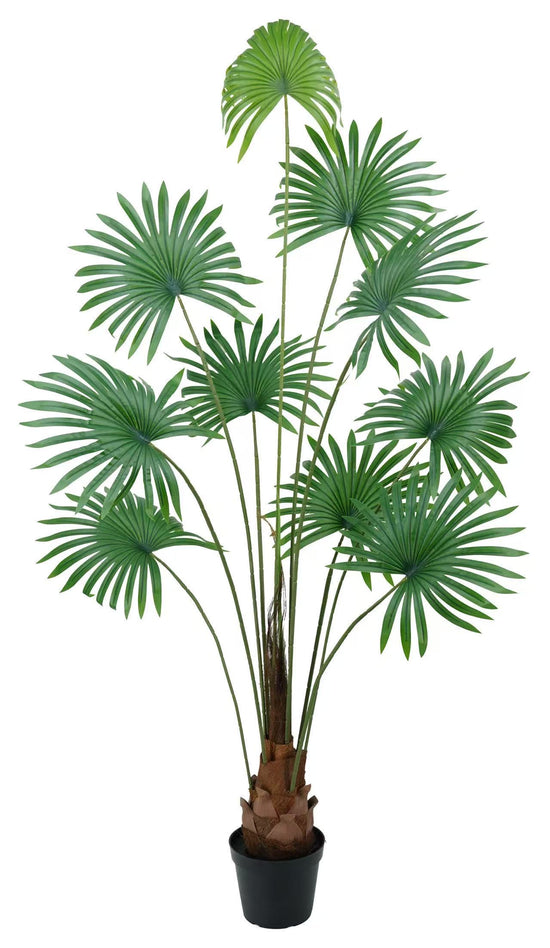 Fan Palm 180cm