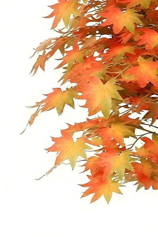 Maple Tree 180cm