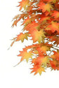 Maple Tree 180cm