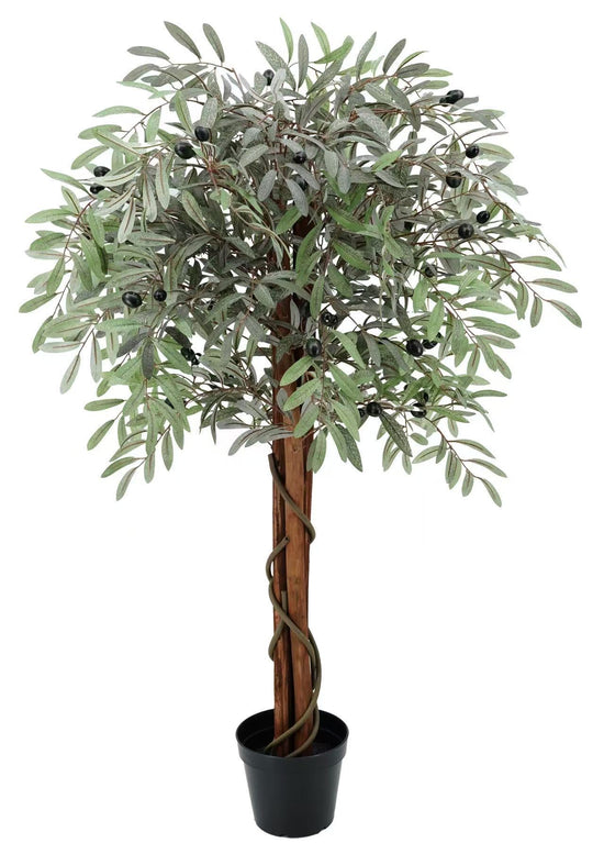 Olive Tree 120cm