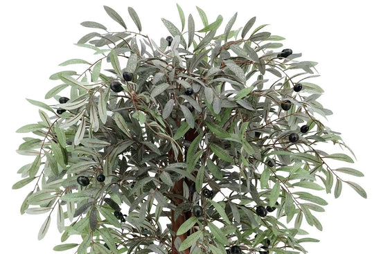 Olive Tree 120cm