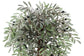 Olive Tree 120cm