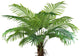 Palm Tree 180cm