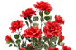 Rose Tree 120cm
