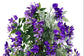Wisteria Purple 120cm