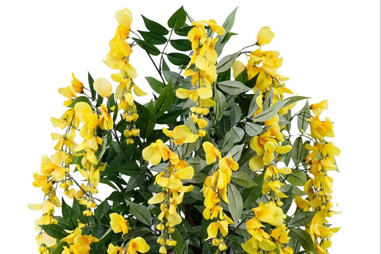Wisteria Yellow 180cm