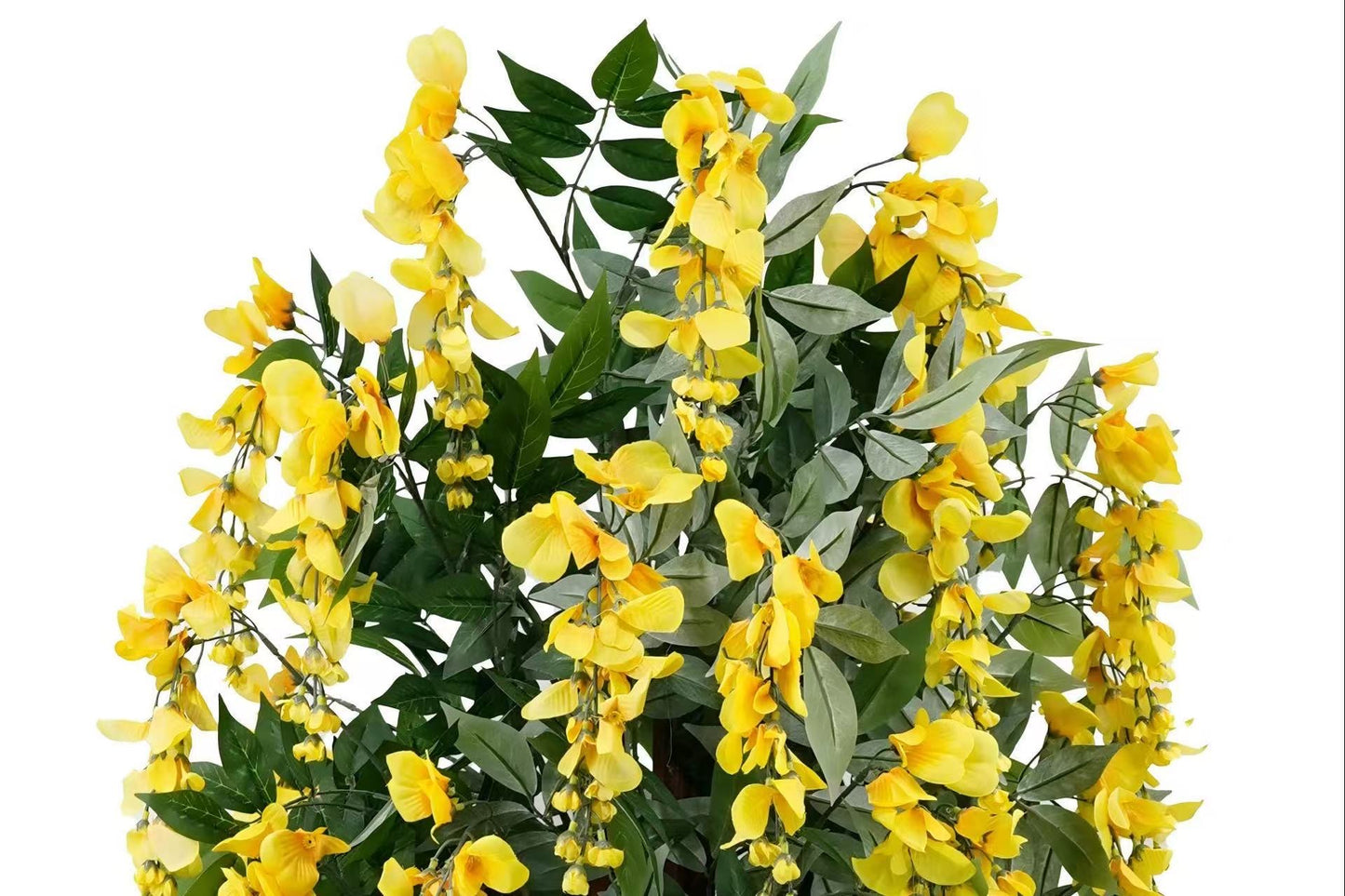 Wisteria Yellow 180cm