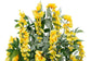 Wisteria Yellow 90cm