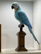 Blue & Gold Macaws Real Look & Feel Set 2