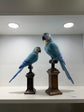 Blue & Gold Macaws Real Look & Feel Set 2